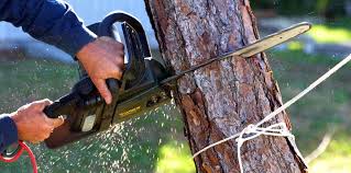 How Our Tree Care Process Works  in Oberlin, LA